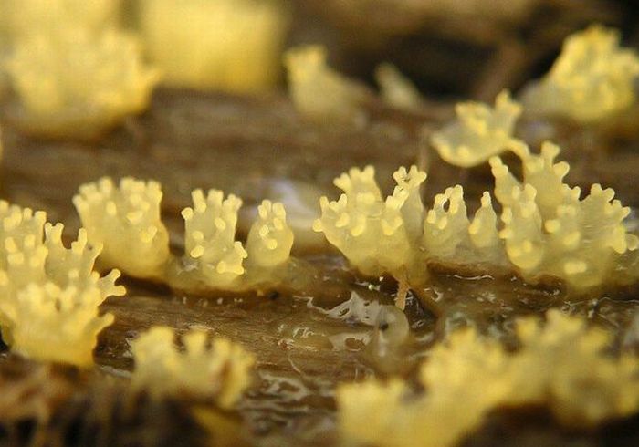 Beautiful Shrooms (63 pics)