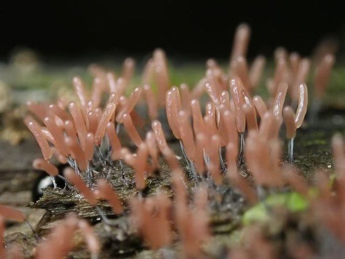 Beautiful Shrooms (63 pics)