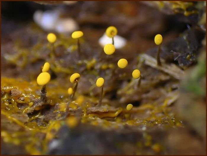 Beautiful Shrooms (63 pics)