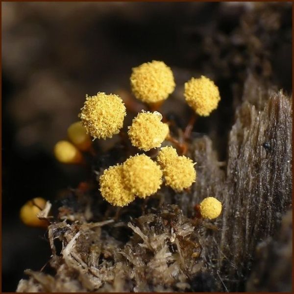 Beautiful Shrooms (63 pics)