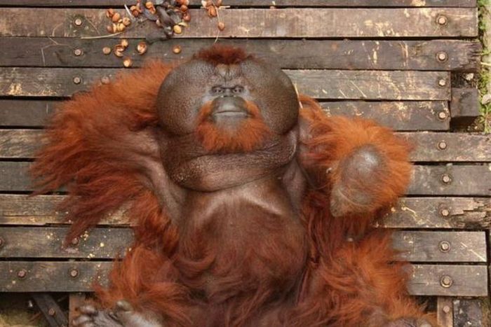Acid Picdump (124 pics)