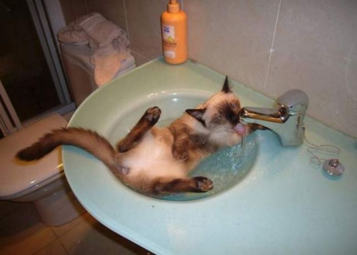 Acid Picdump (124 pics)