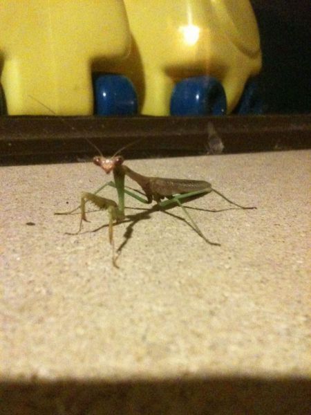 Acid Picdump (124 pics)