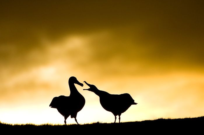Wild Life Photography (25 pics)