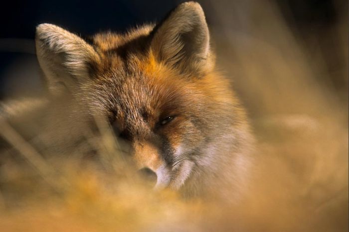 Wild Life Photography (25 pics)