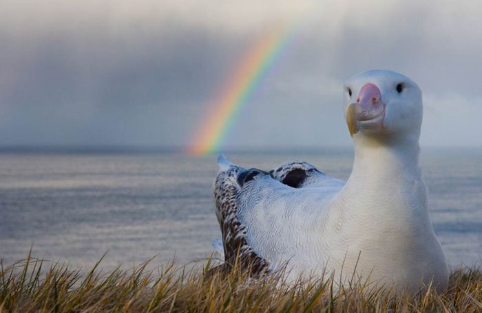 Wild Life Photography (25 pics)