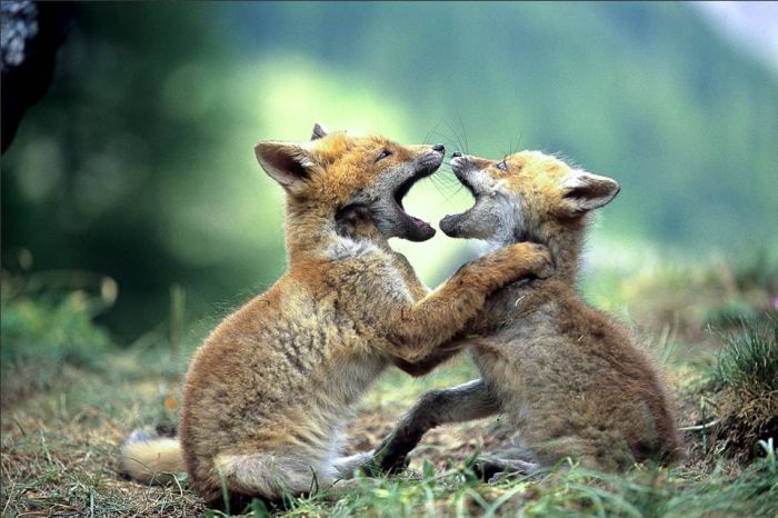 Wild Life Photography (25 pics)