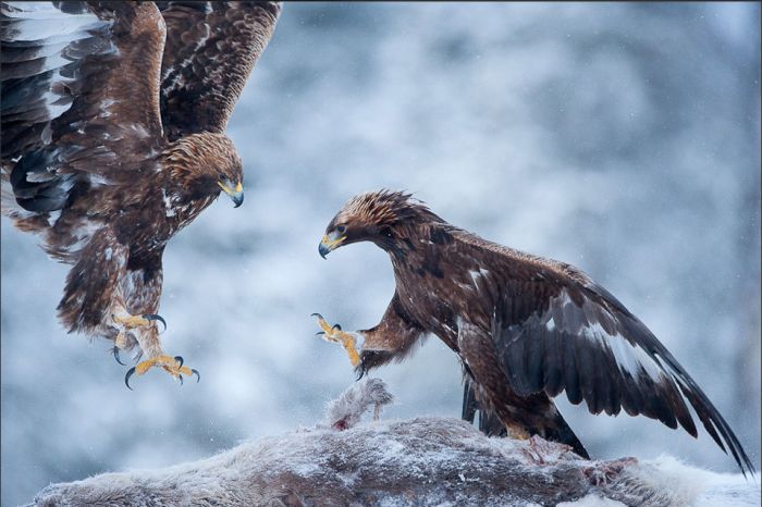Wild Life Photography (25 pics)