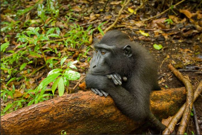 Wild Life Photography (25 pics)