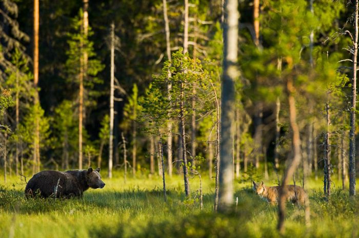 Wild Life Photography (25 pics)