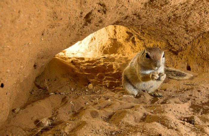 Wild Life Photography (25 pics)