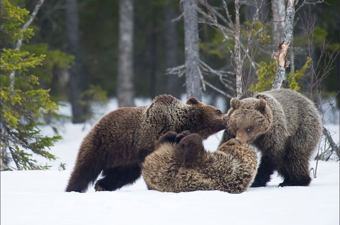 Wild Life Photography (25 pics)