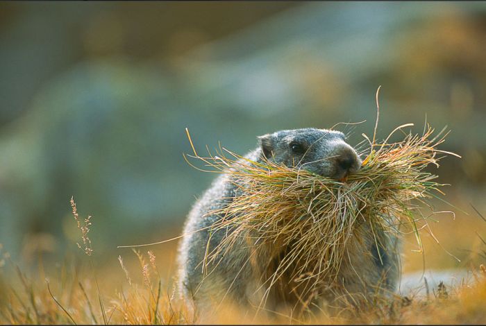 Wild Life Photography (25 pics)