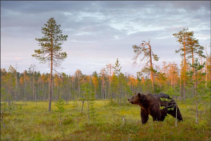 Wild Life Photography (25 pics)