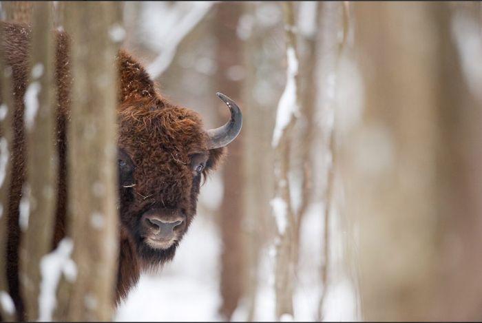 Wild Life Photography (25 pics)