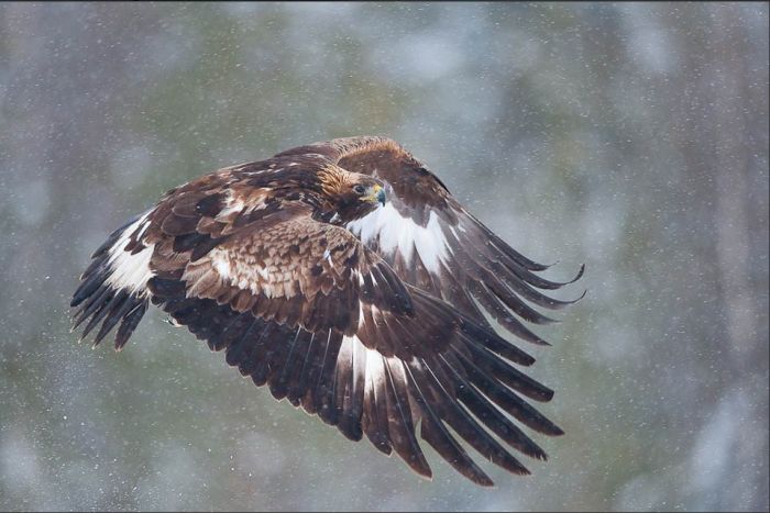 Wild Life Photography (25 pics)