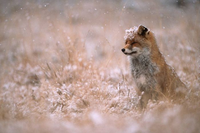 Wild Life Photography (25 pics)