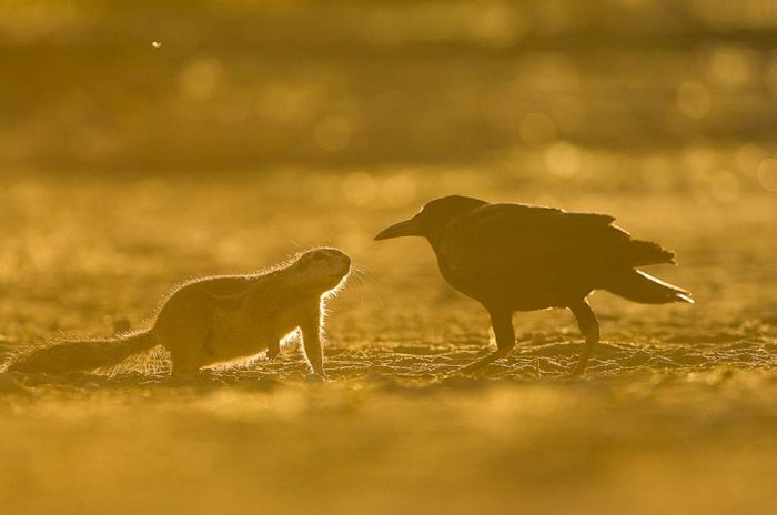 Wild Life Photography (25 pics)