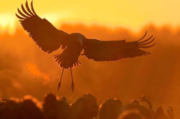 Wild Life Photography (25 pics)