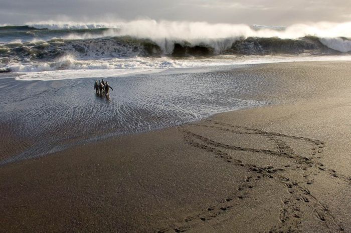 Wild Life Photography (25 pics)
