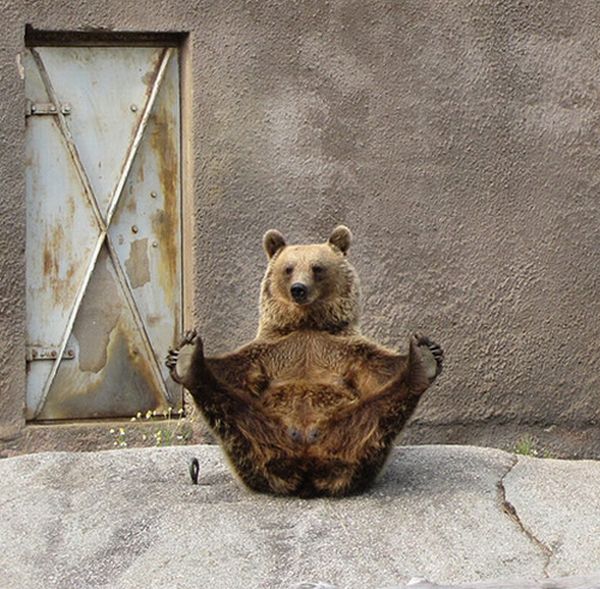 Yoga Bear (7 pics)