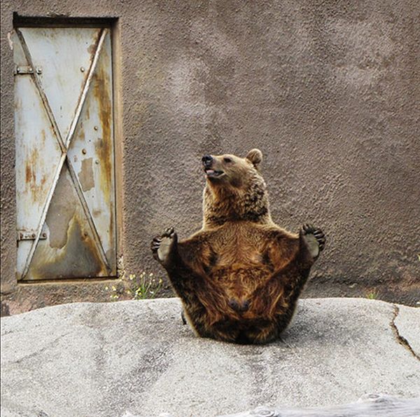 Yoga Bear (7 pics)