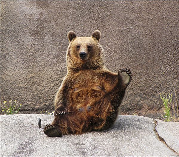 Yoga Bear (7 pics)