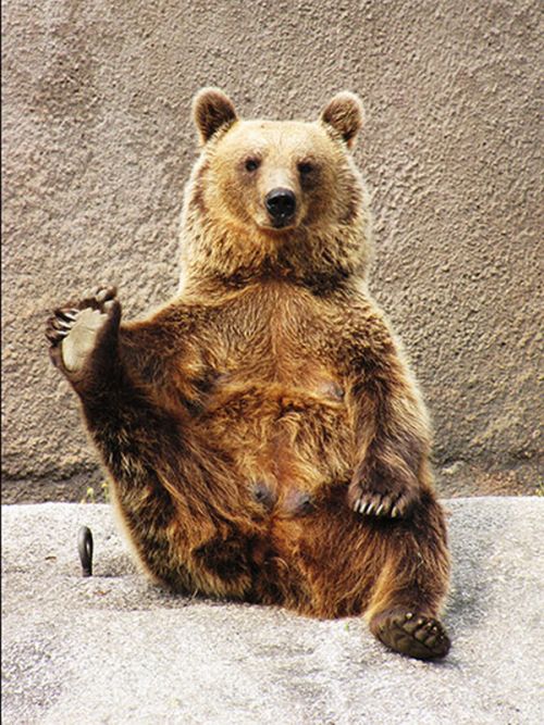 Yoga Bear (7 pics)