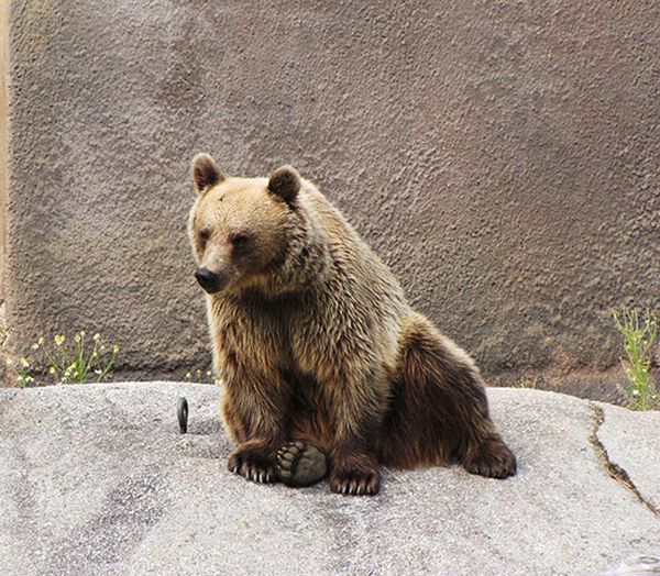 Yoga Bear (7 pics)