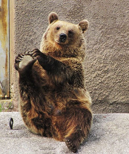 Yoga Bear (7 pics)