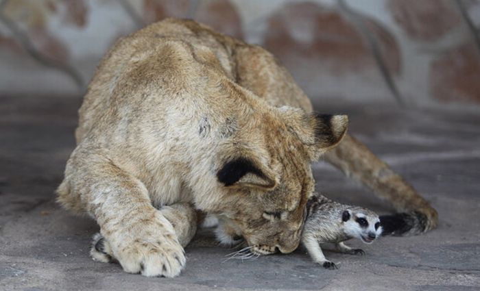 Simba and Timon in the Real Life (7 pics)