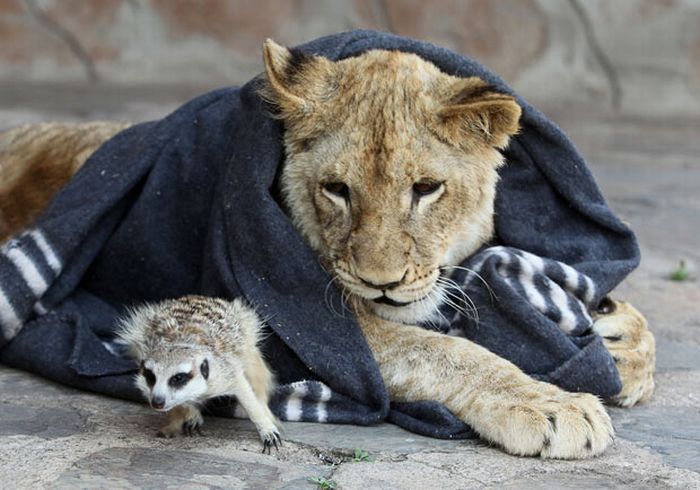 Simba and Timon in the Real Life (7 pics)