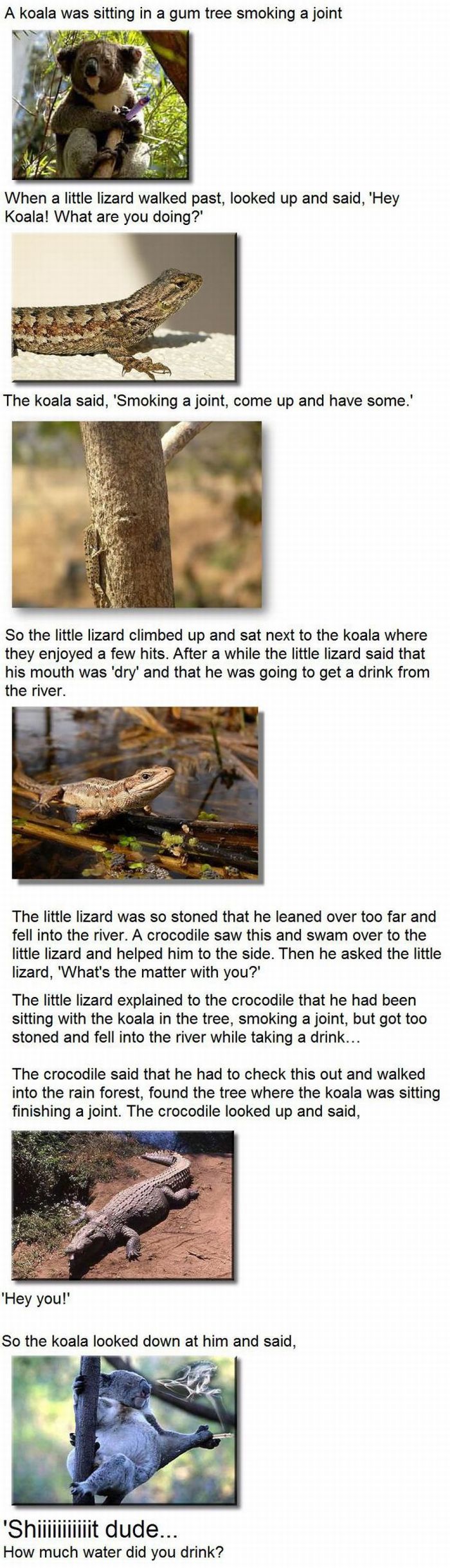 A Coala and a Lizard Were Smoking a Joint (1 pic)