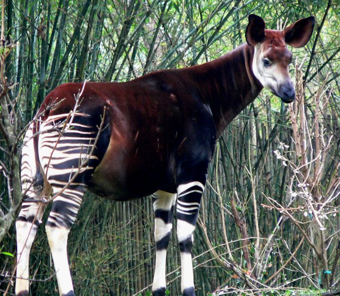 Okapi - Half-Zebra Half-Giraffe (14 pics)