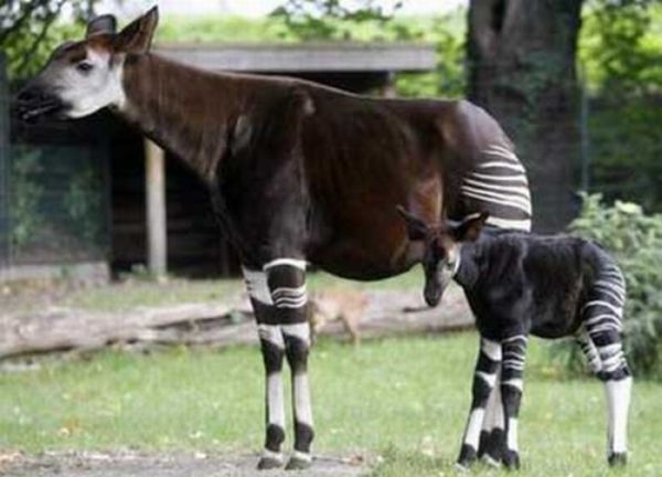 Okapi - Half-Zebra Half-Giraffe (14 pics)