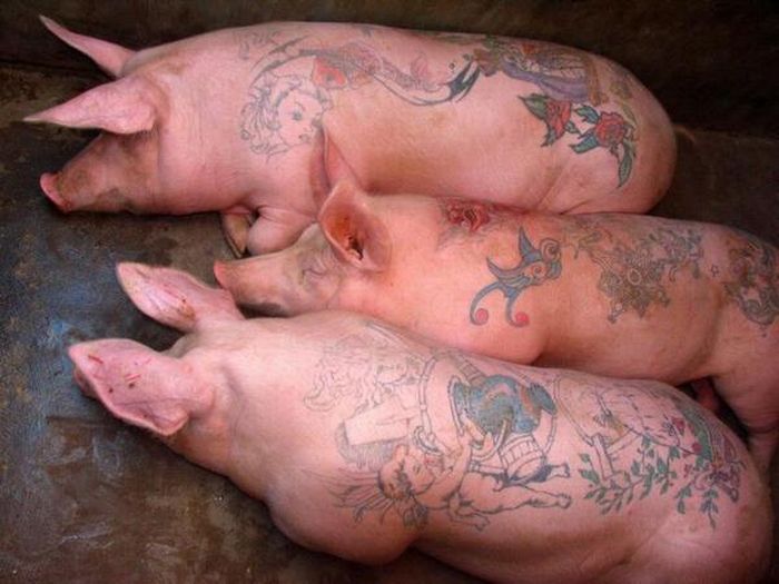 Tattoos on Pigs (31 pics)