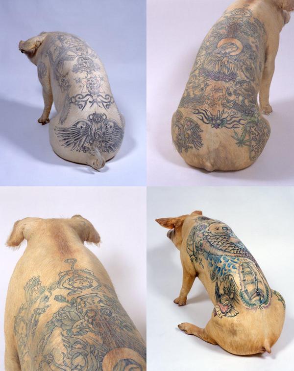 Tattoos on Pigs (31 pics)
