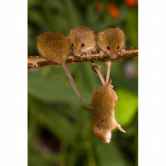 Harvest Mice (17 pics)
