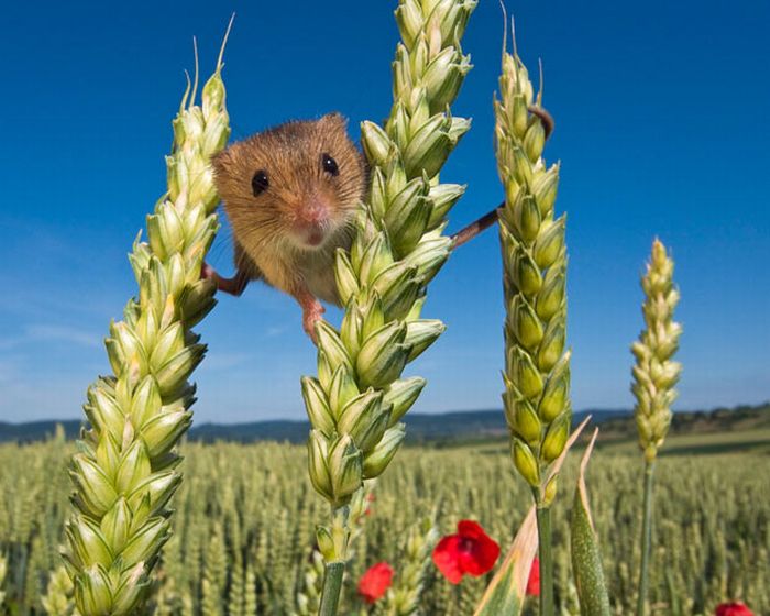 Harvest Mice (17 pics)