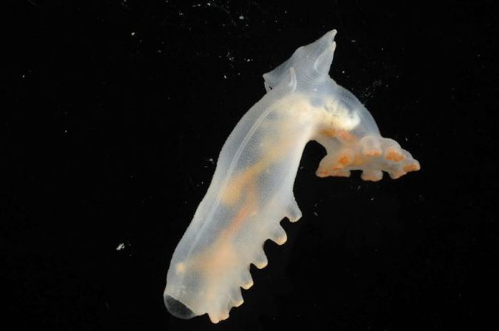 Real Life Deep Sea Monsters (32 pics)