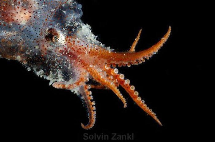 Real Life Deep Sea Monsters (32 pics)
