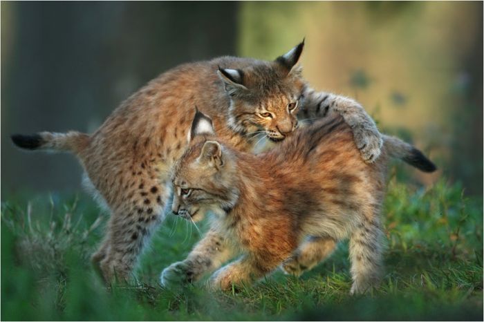 Impressive Wildlife Photography (45 pics)