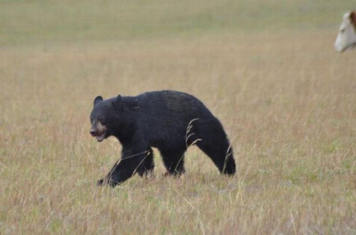 Bear Lost a Battle with Cows (13 pics)