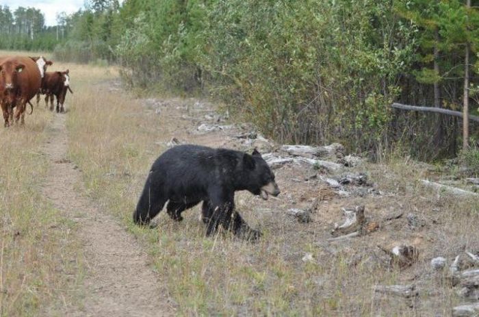 Bear Lost a Battle with Cows (13 pics)