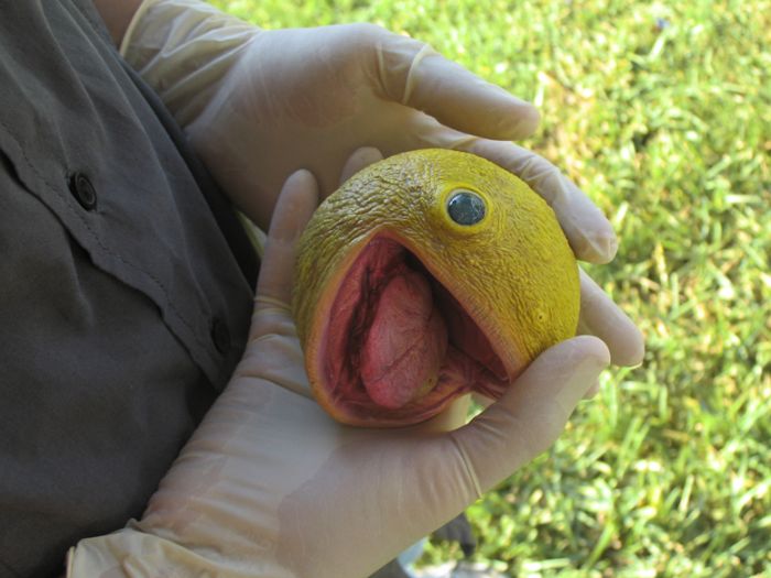 Real Life Pac-Man (5 pics)