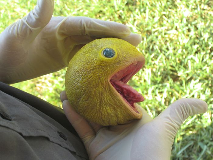 Real Life Pac-Man (5 pics)