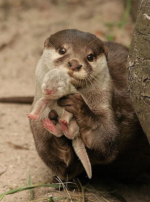 Acid Picdump (161 pics)