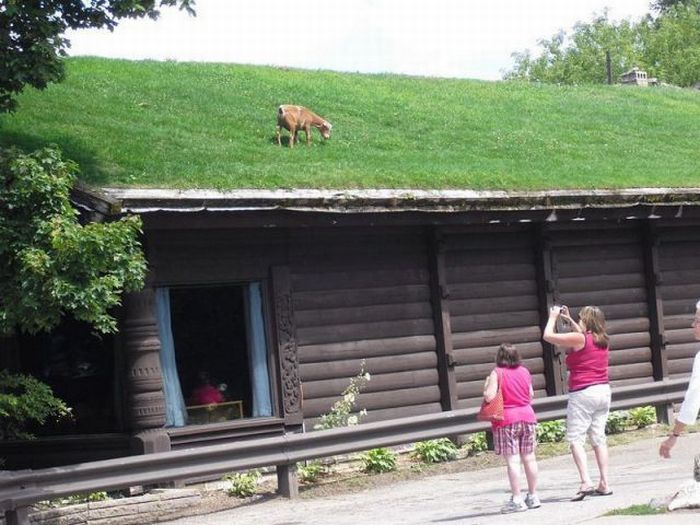 Acid Picdump (161 pics)