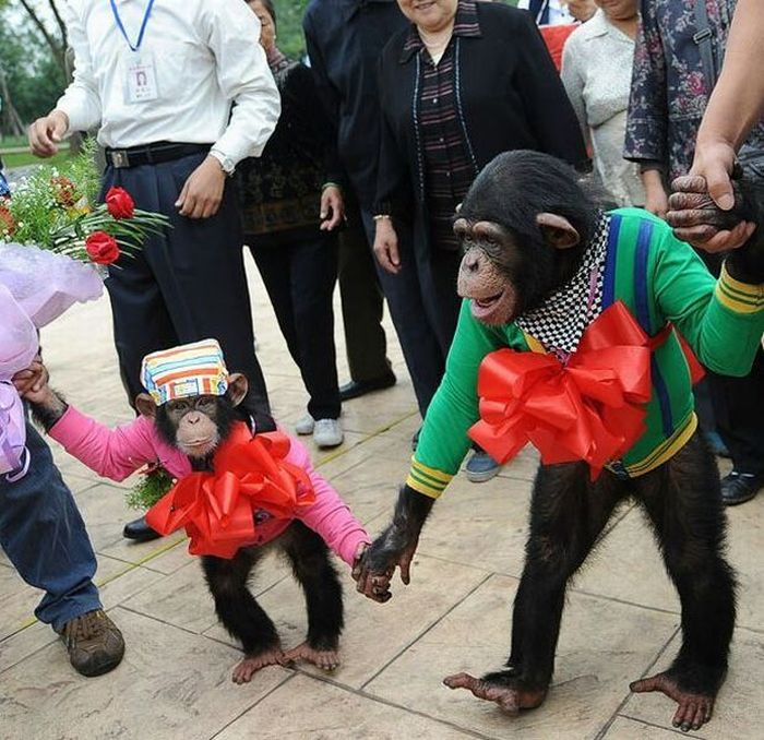 Acid Picdump (161 pics)