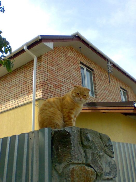 Acid Picdump (161 pics)